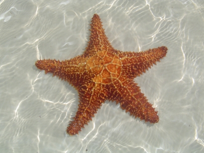 estrella de mar. con una estrella de mar de